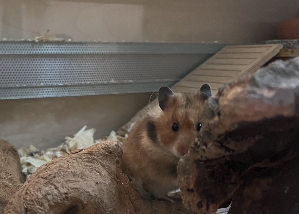 Hamsterhilfe Südwest Tiffany
