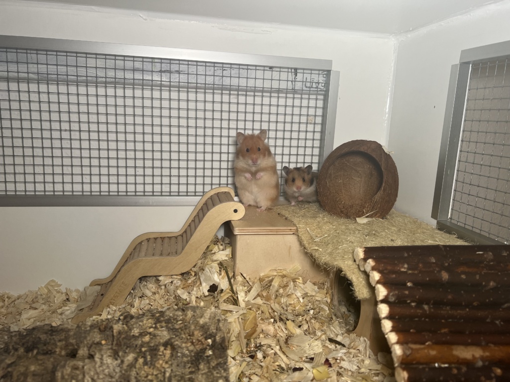 Hamsterhilfe Südwest Tiada, Tiffy