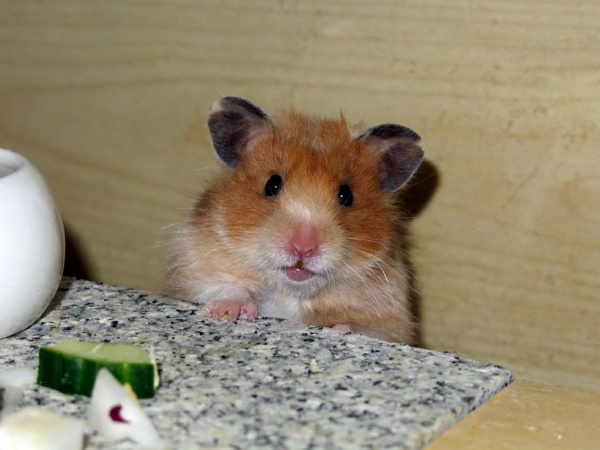 Hamsterhilfe Südwest Teddyhamster Yellow Banded