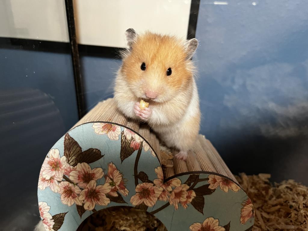 Teddyhanster Hamsterhilfe Südwest