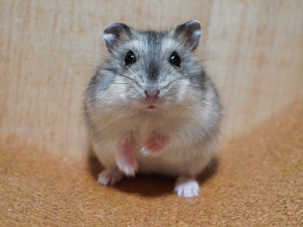 Zwerghamster der Hamsterhilfe Südwest