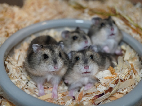 Zwerghamster der Hamsterhilfe Südwest