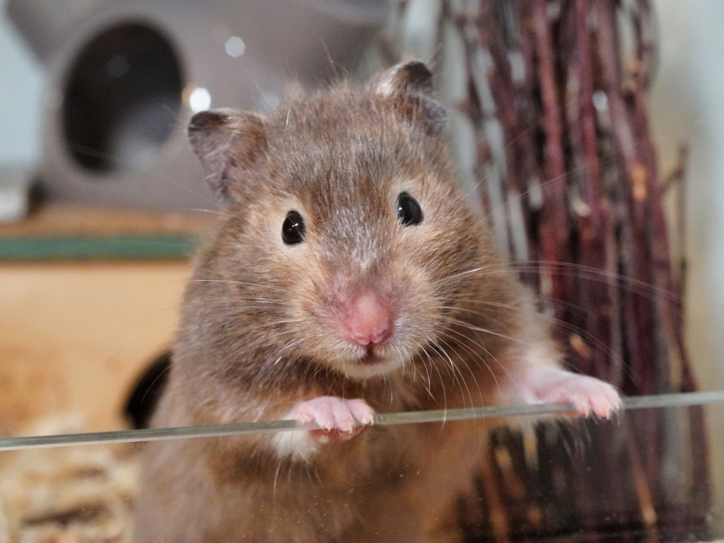 Teddyhamster der Hamsterhilfe Südwest