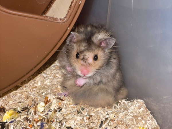 Teddyhamster Tiger von der Hamsterhilfe Südwest