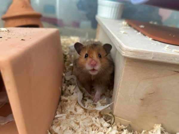 Hamsterhilfe Südwest Toots