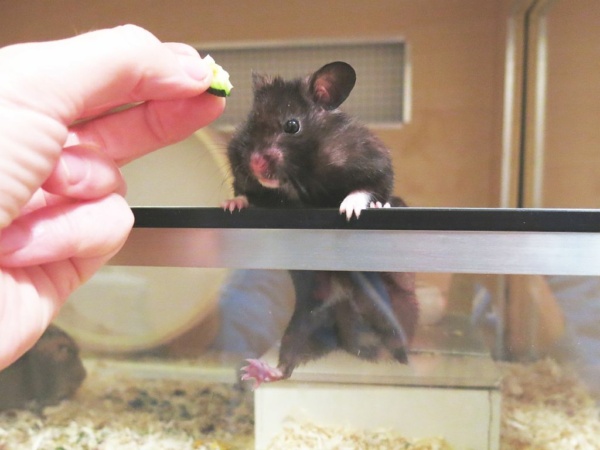 Hamsterhilfe Südwest