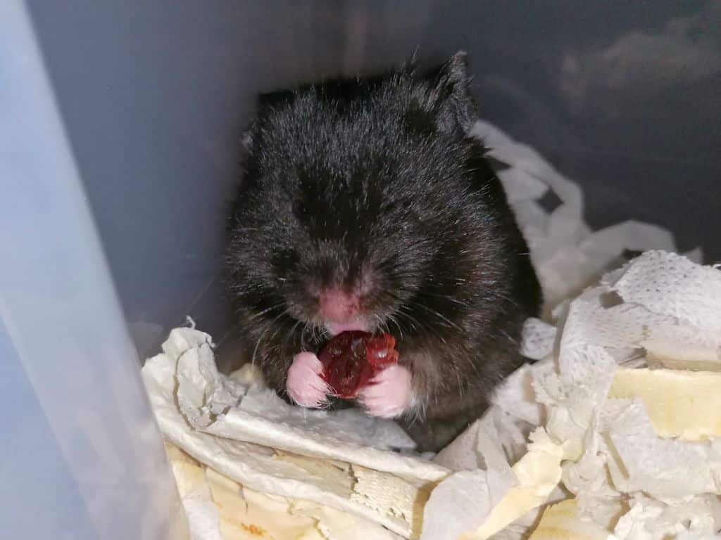 Hamsterhilfe Südwest Goldhamster Black