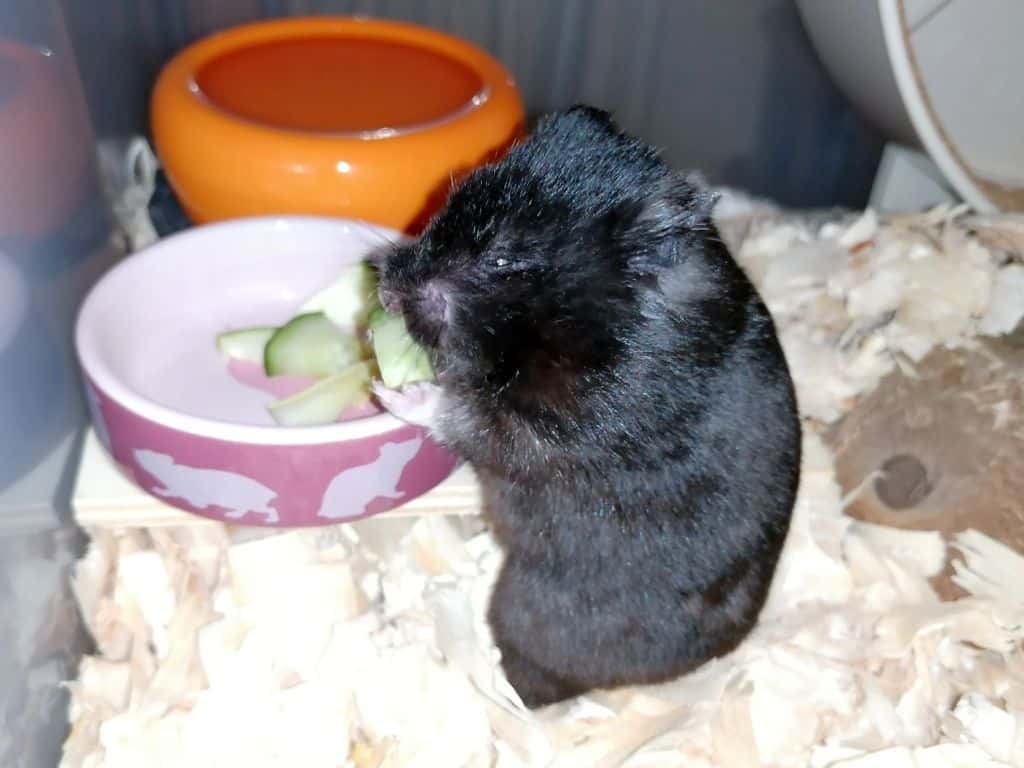 Hamsterhilfe Südwest Goldhamster Black
