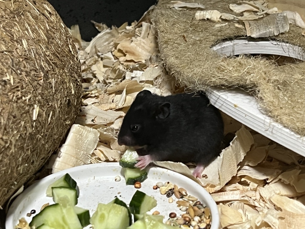 Hamsterhilfe Südwest Elif