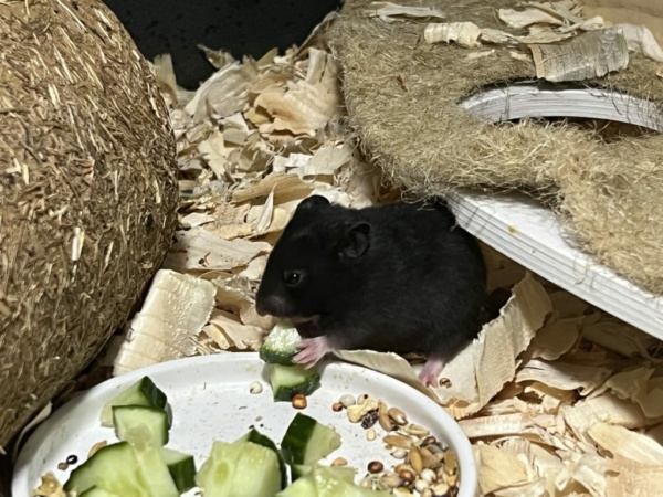 Hamsterhilfe Südwest Elif