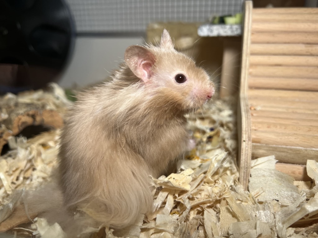 Hamsterhilfe Südwest Tanyel