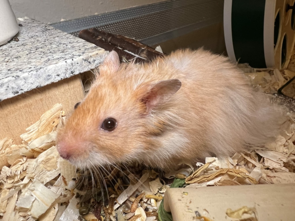 Hamsterhilfe Südwest Tomte