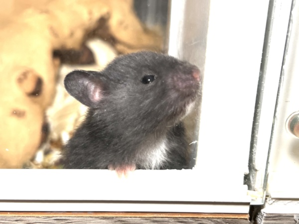 Hamsterhilfe Südwest Eluise
