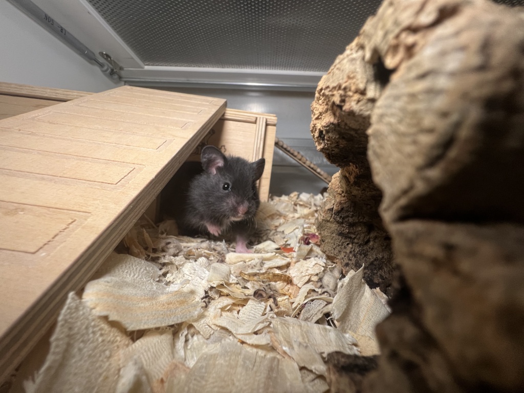 Hamsterhilfe Südwest Edwin