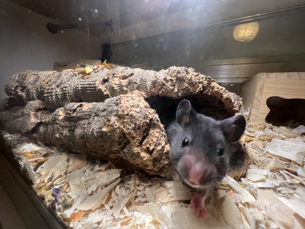 Hamsterhilfe Südwest Emir