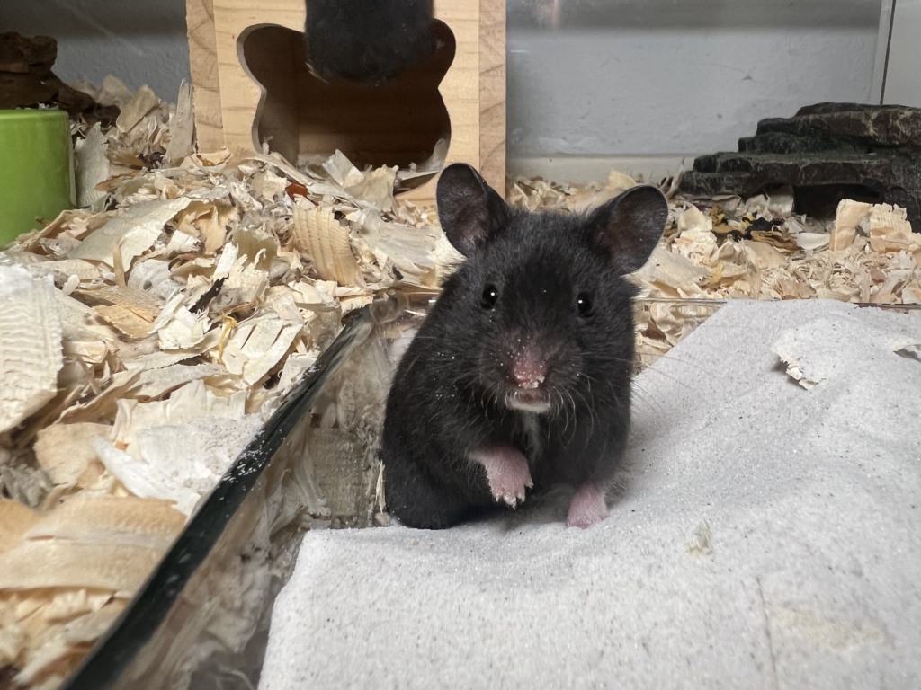Hamsterhilfe Südwest Elon