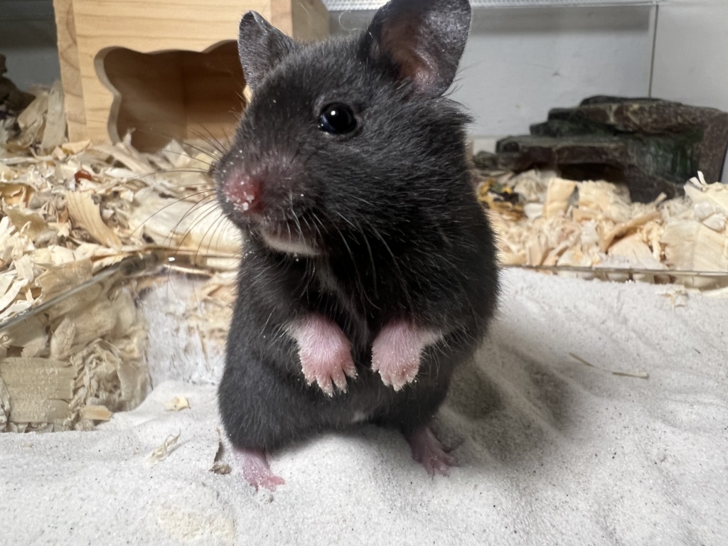 Hamsterhilfe Südwest Elon