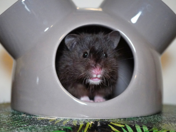 Teddyhamster Vea der Hamsterhilfe Südwest