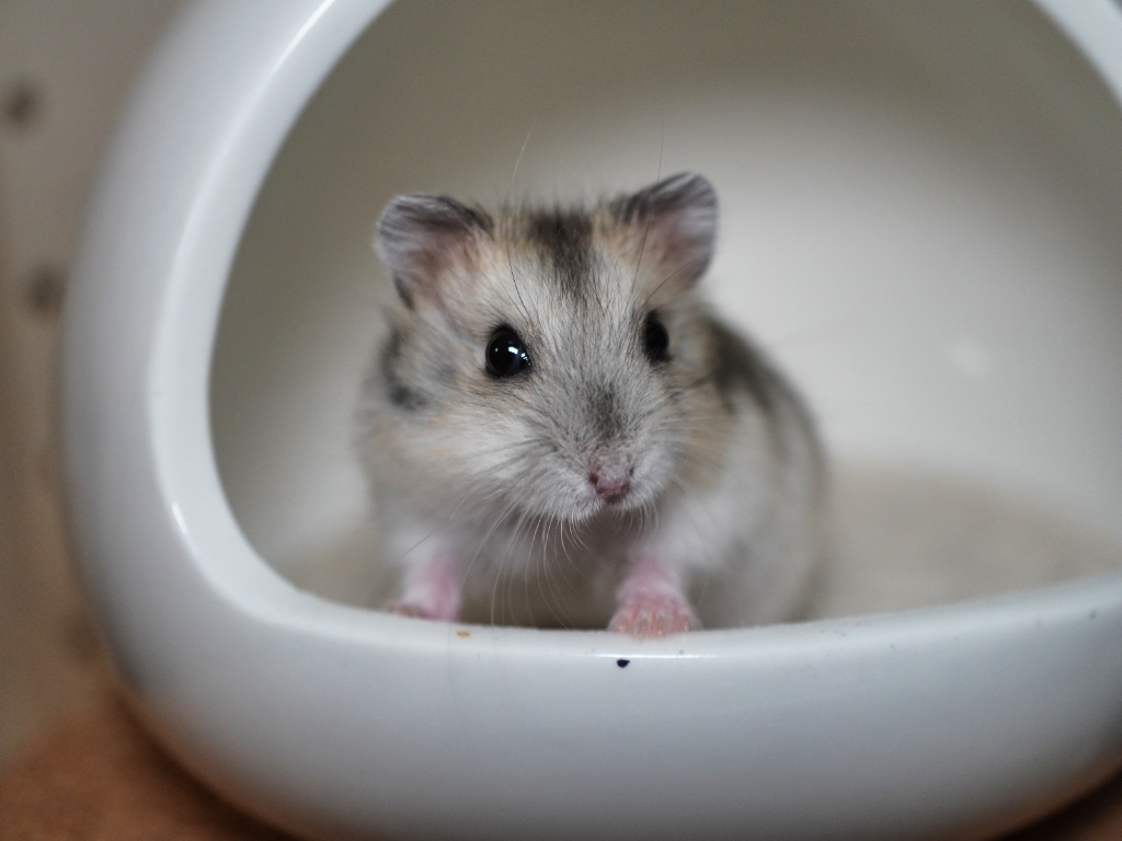 Zwerghamster der Hamsterhilfe Südwest