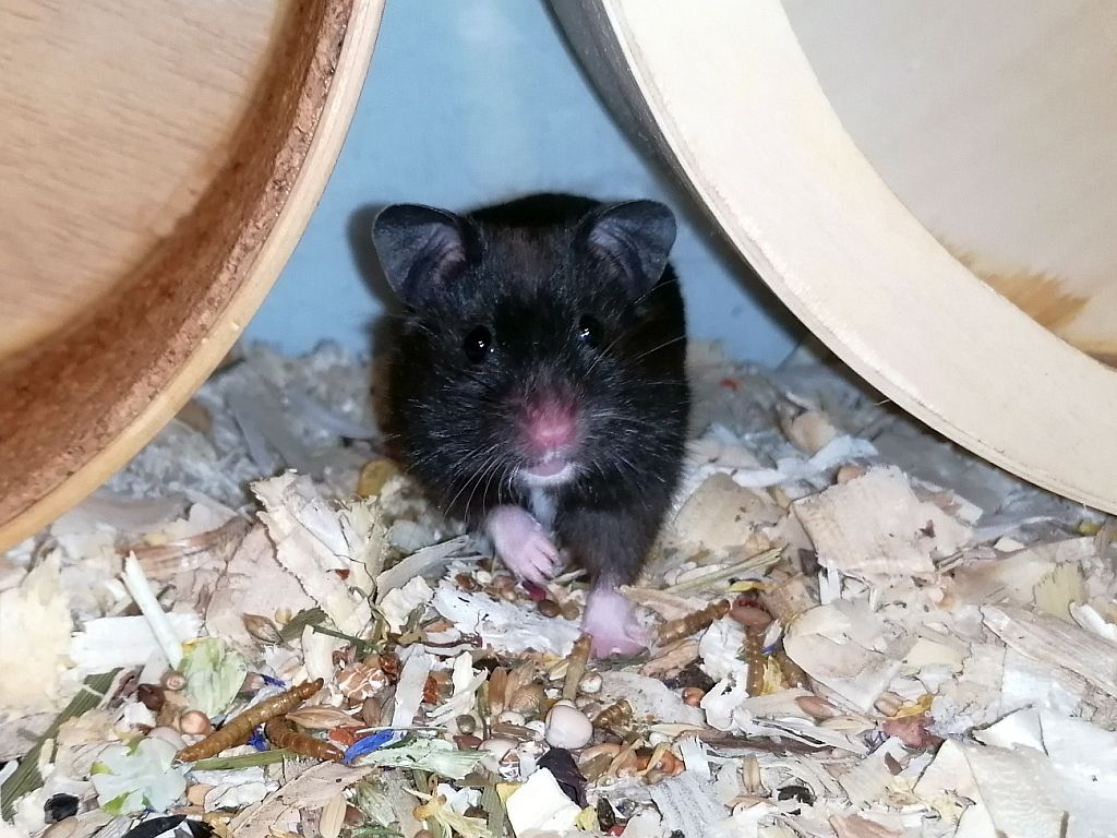 Hamsterhilfe Südwest Goldhamster Black