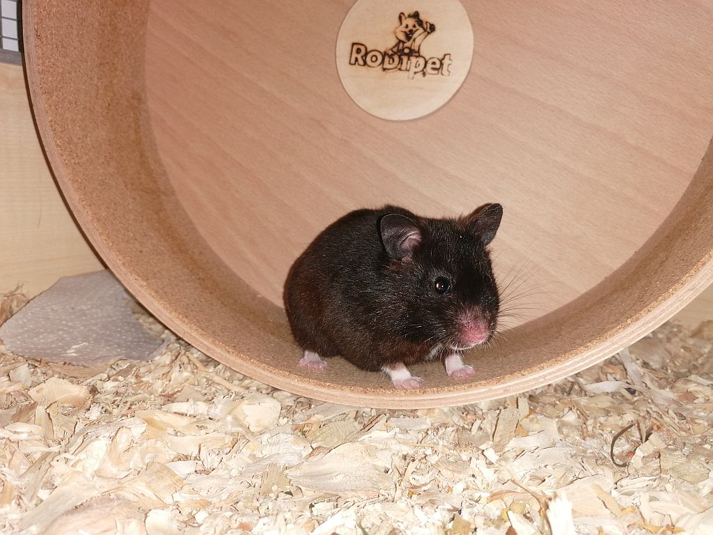 Hamsterhilfe Suedwest