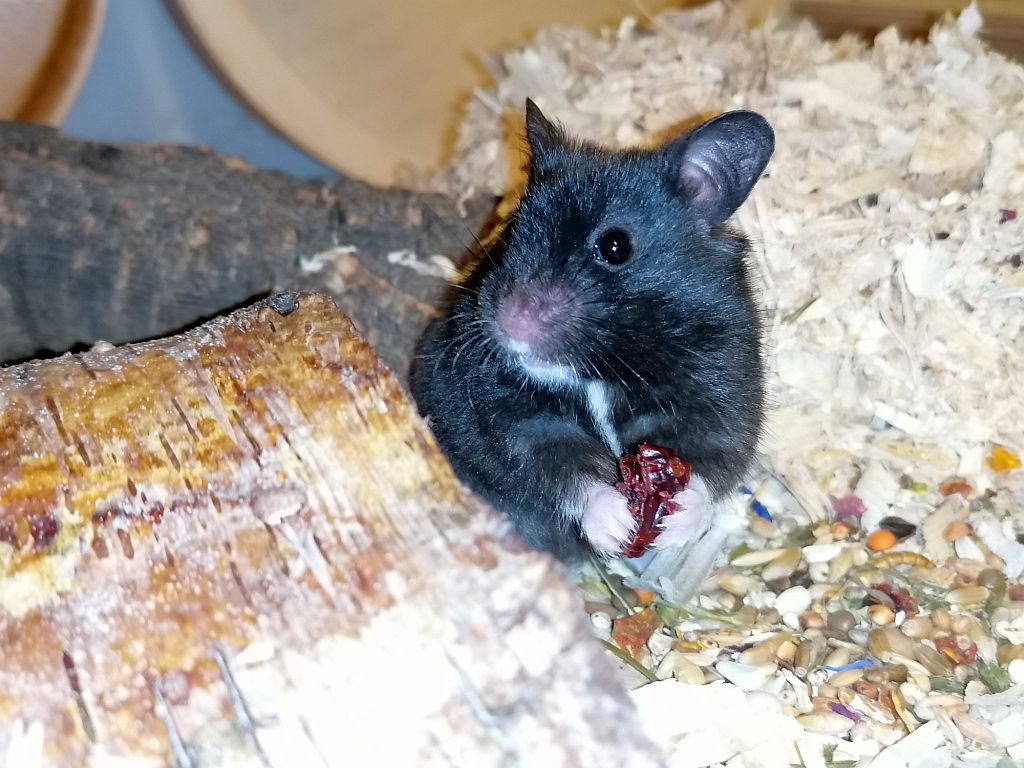 Hamsterhilfe Südwest Goldhamster Black