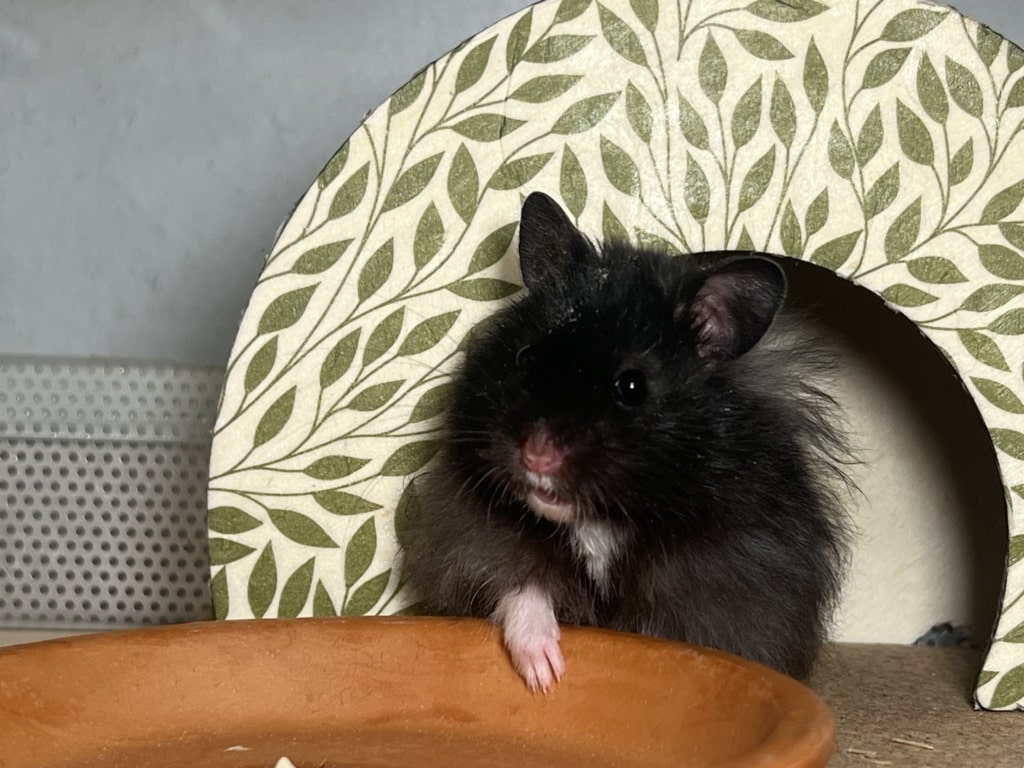 Hamsterhilfe Südwest Eden