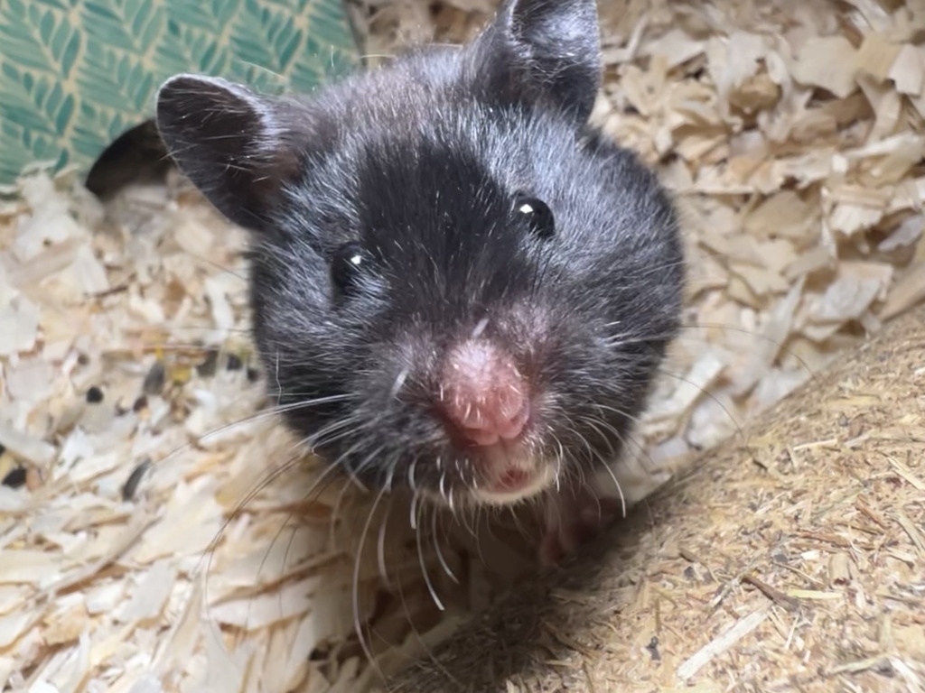 Hamsterhilfe Südwest Eboni