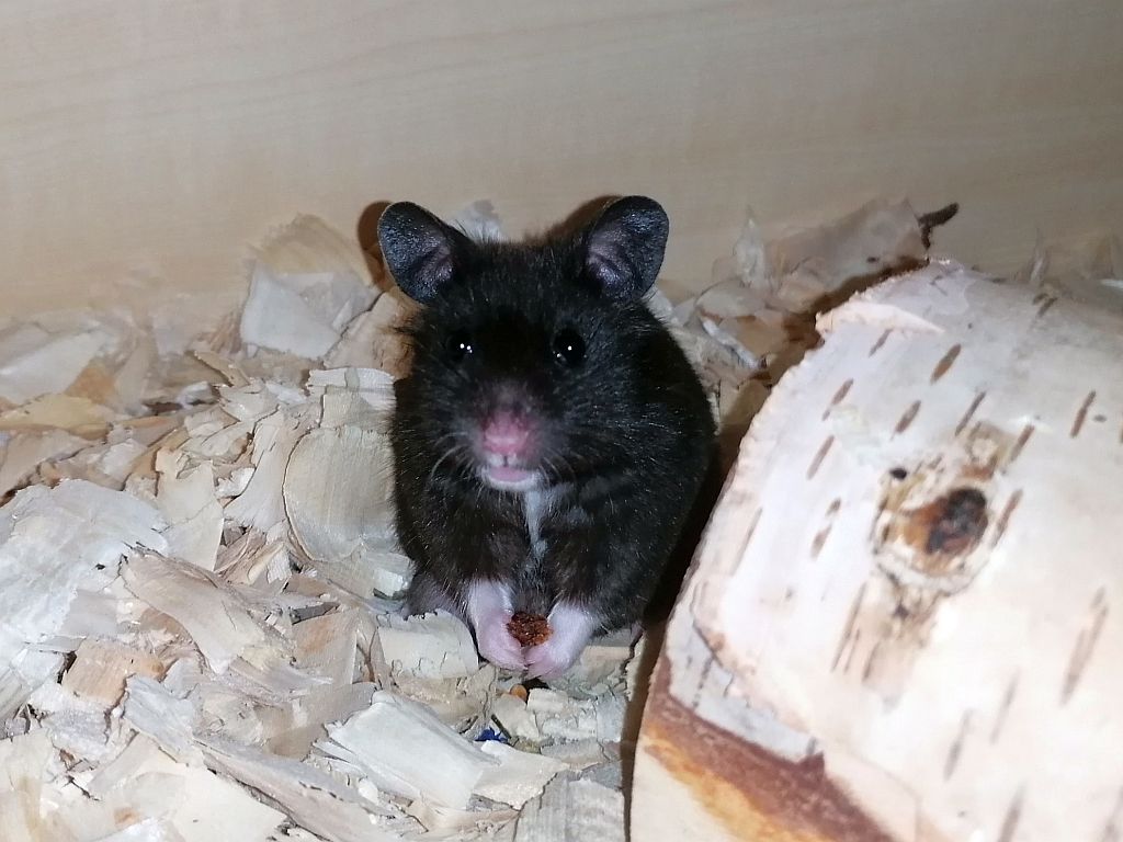 Hamsterhilfe Südwest Goldhamster Black