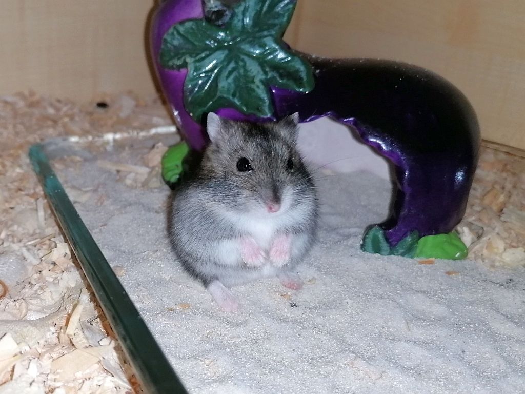 Hamsterhilfe Suedwest Dsungaren-Hybrid Agouti