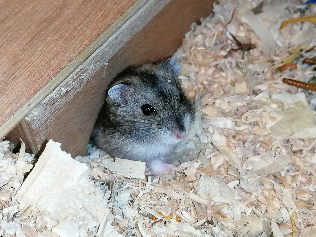 Hamsterhilfe Suedwest Dsungaren-Hybrid Agouti