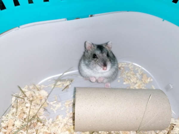 Hamsterhilfe Suedwest Dsungaren-Hybrid Agouti