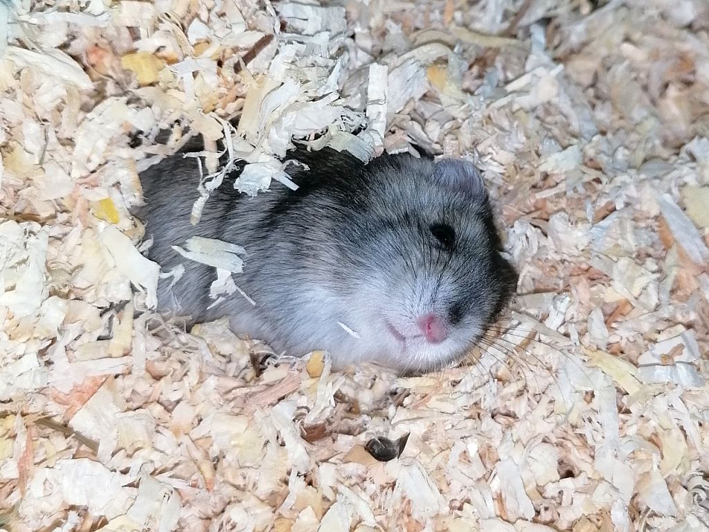 Hamsterhilfe Suedwest Dsungaren-Hybrid Agouti