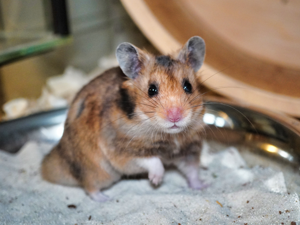 Goldhamster Rabauz von der Hamsterhilfe Südwest