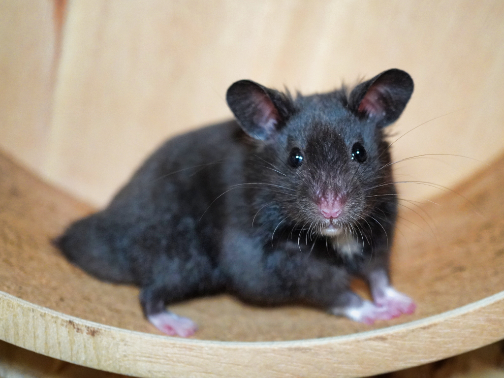 Goldhamster Raffel von der Hamsterhilfe Südwest