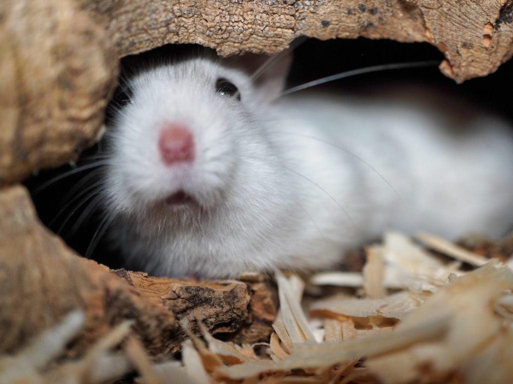 Zwerghamster Zafira von der Hamsterhilfe Südwest