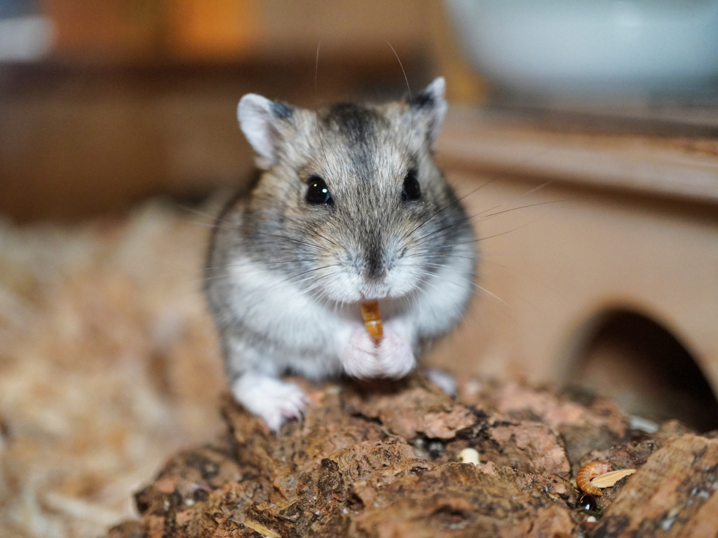 Zwerghamster Zara von der Hamsterhilfe Südwest