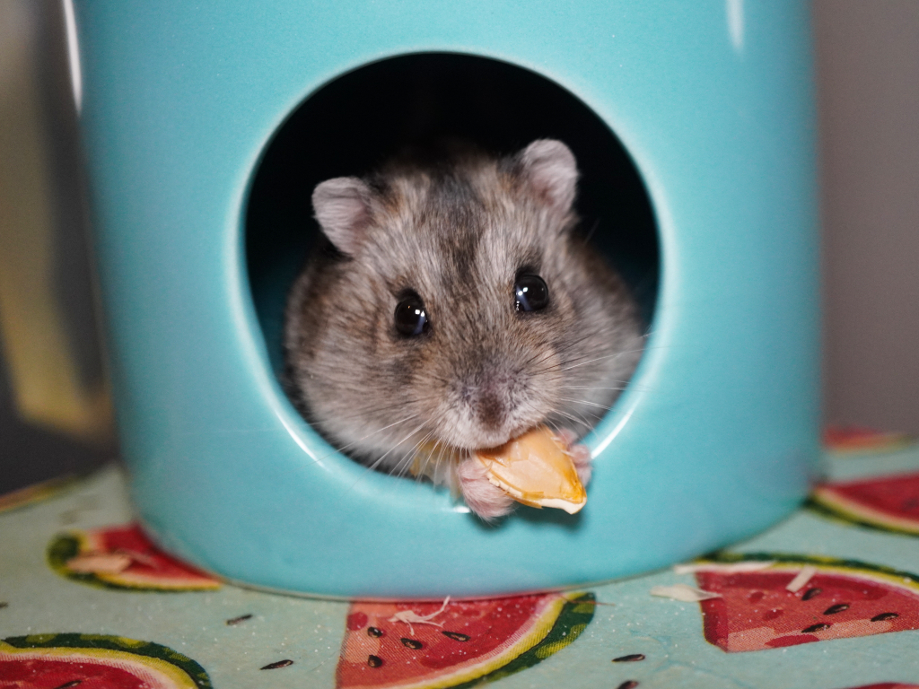 Zwerghamster Zelda von der Hamsterhilfe Südwest