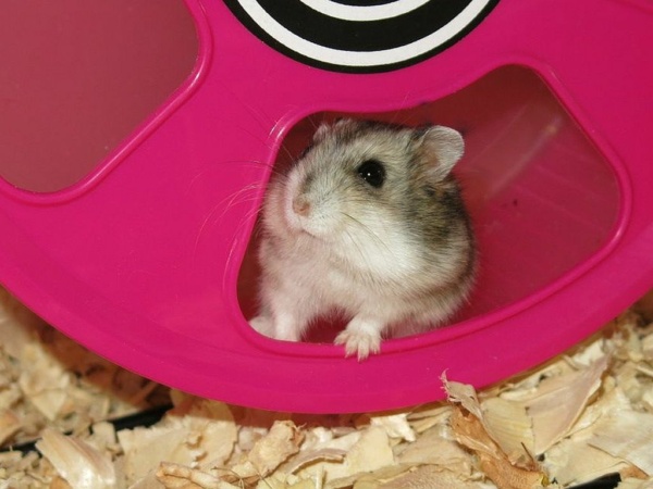 Hamsterhilfe Südwest Dsungaren-Hybrid Agouti