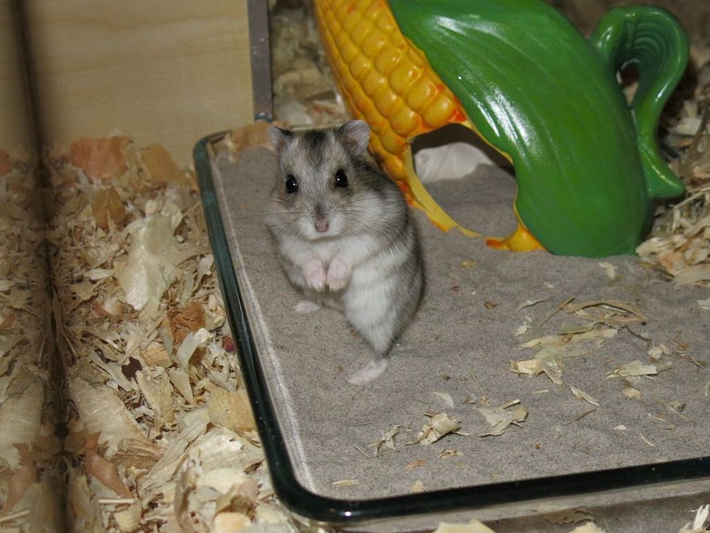 Hamsterhilfe Südwest Dsungaren-Hybrid Agouti