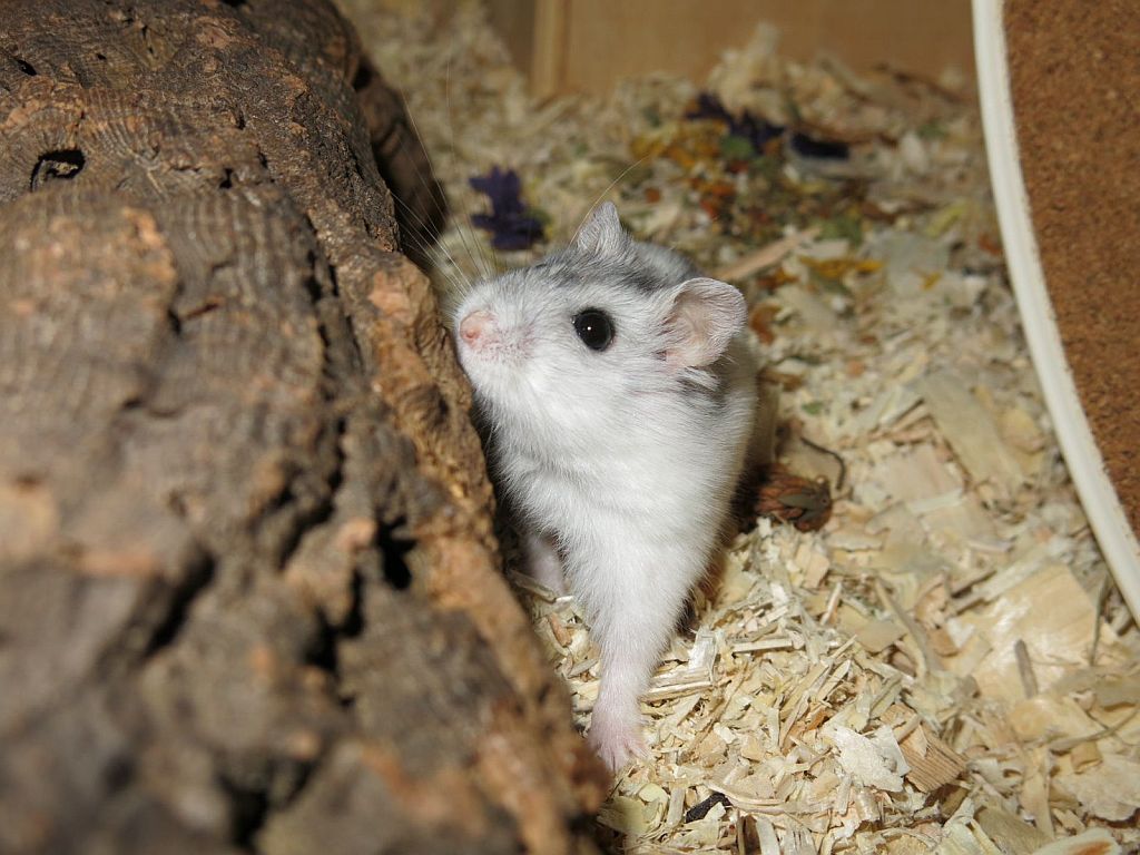 Hamsterhilfe Südwest Dsungaren-Hybrid Pearl