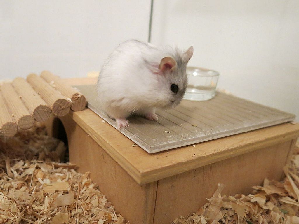 Hamsterhilfe Südwest Dsungaren-Hybrid Pearl