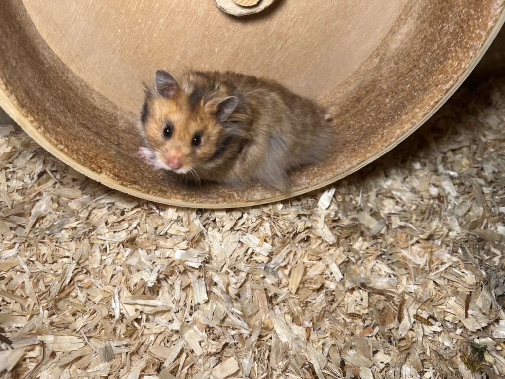 Hamsterhilfe Südwest Waldemar