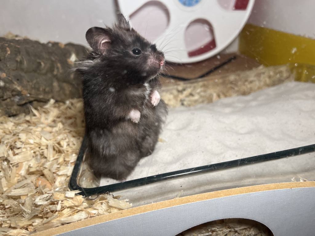 Hamsterhilfe Südwest Wonki