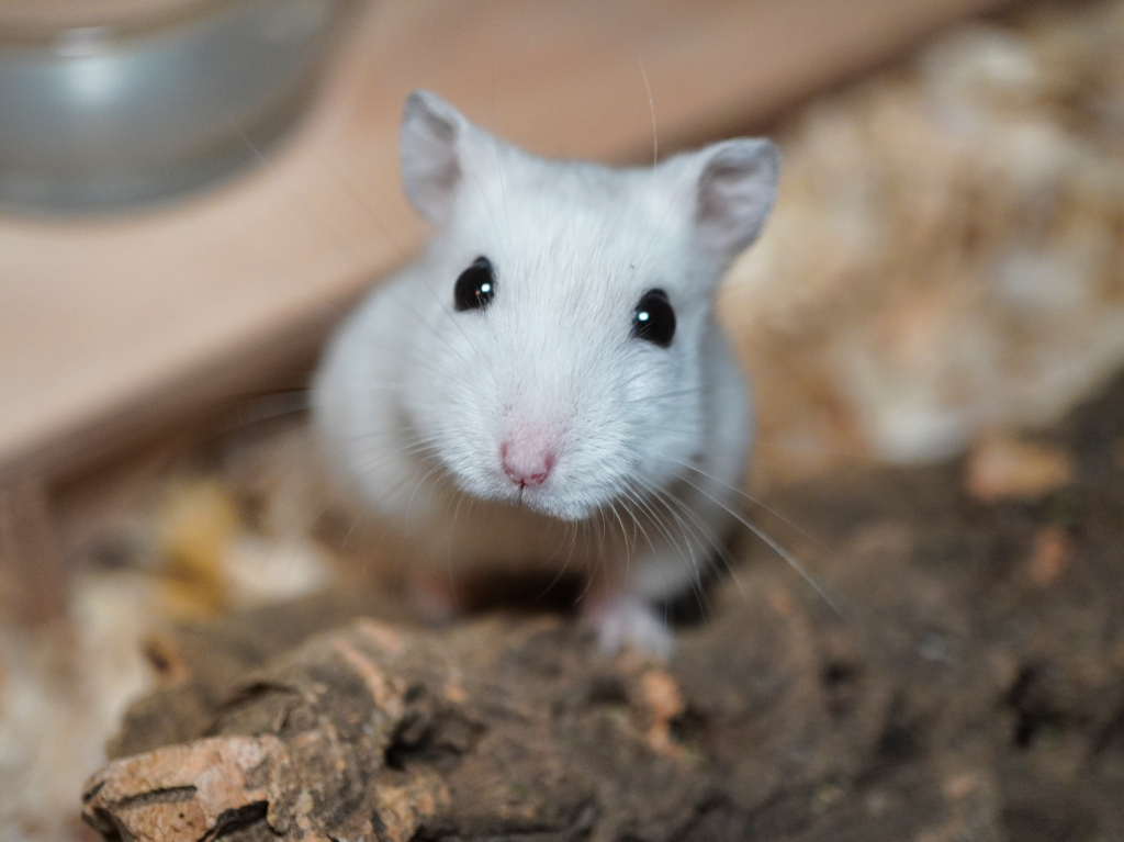 Zwerghamster Zafira von der Hamsterhilfe Südwest