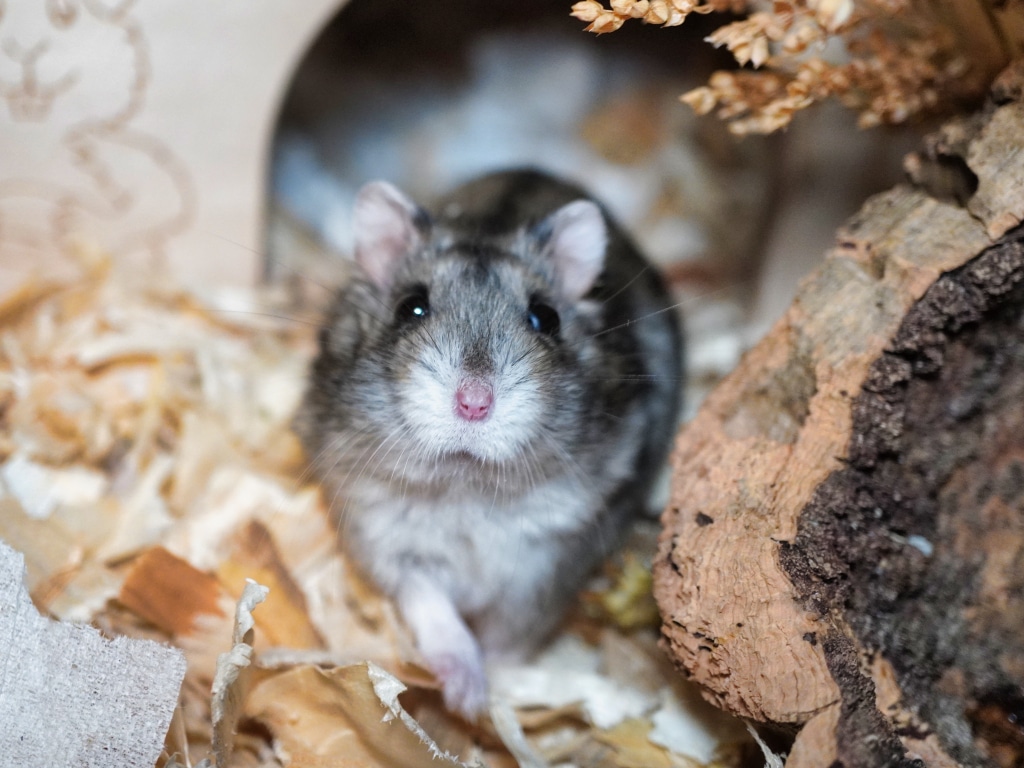 Zwerghamster Zamir von der Hamsterhilfe Südwest