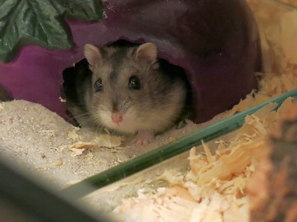 Hamsterhilfe Südwest