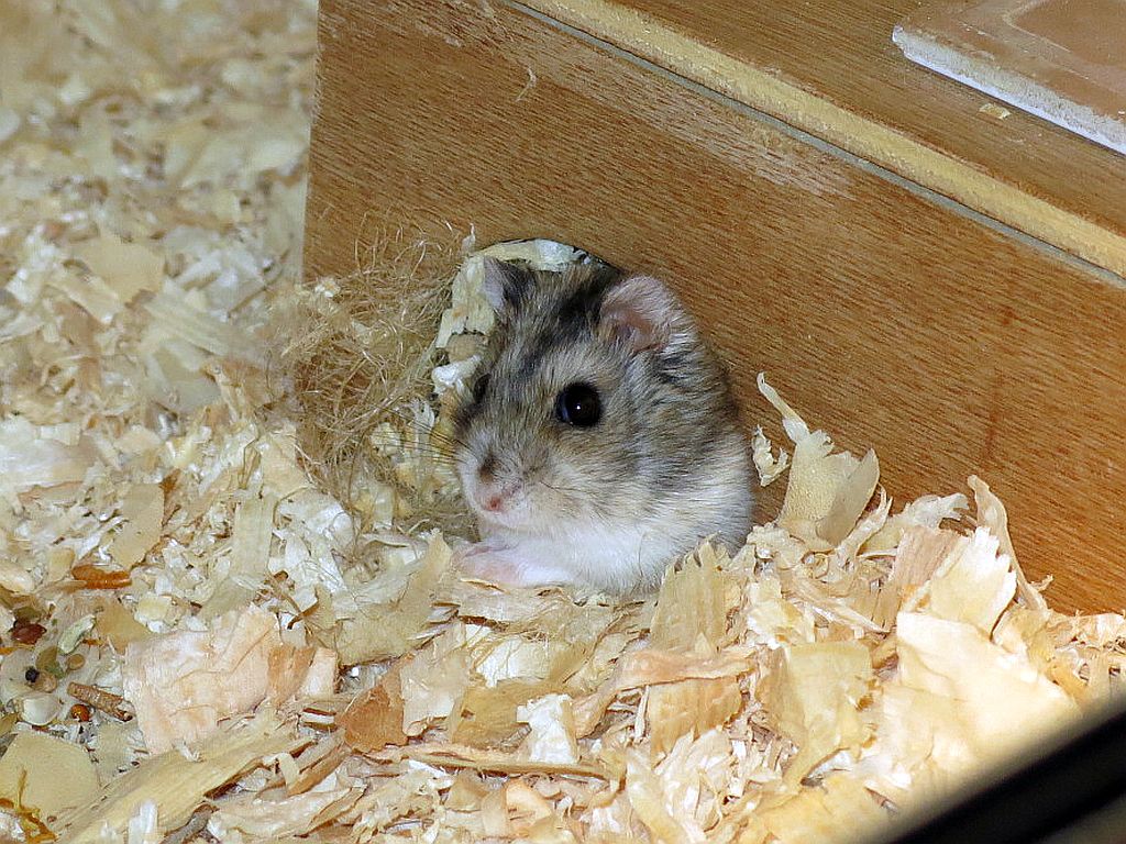 Hamsterhilfe Südwest