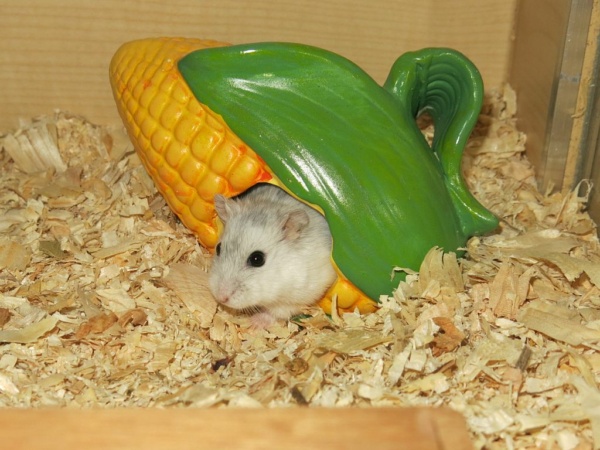 Hamsterhilfe Südwest
