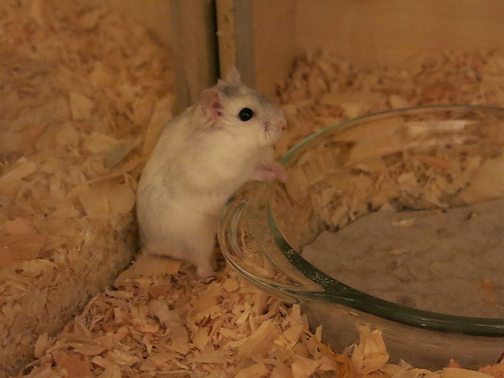 Hamsterhilfe Südwest